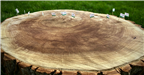 Tree Rings 1