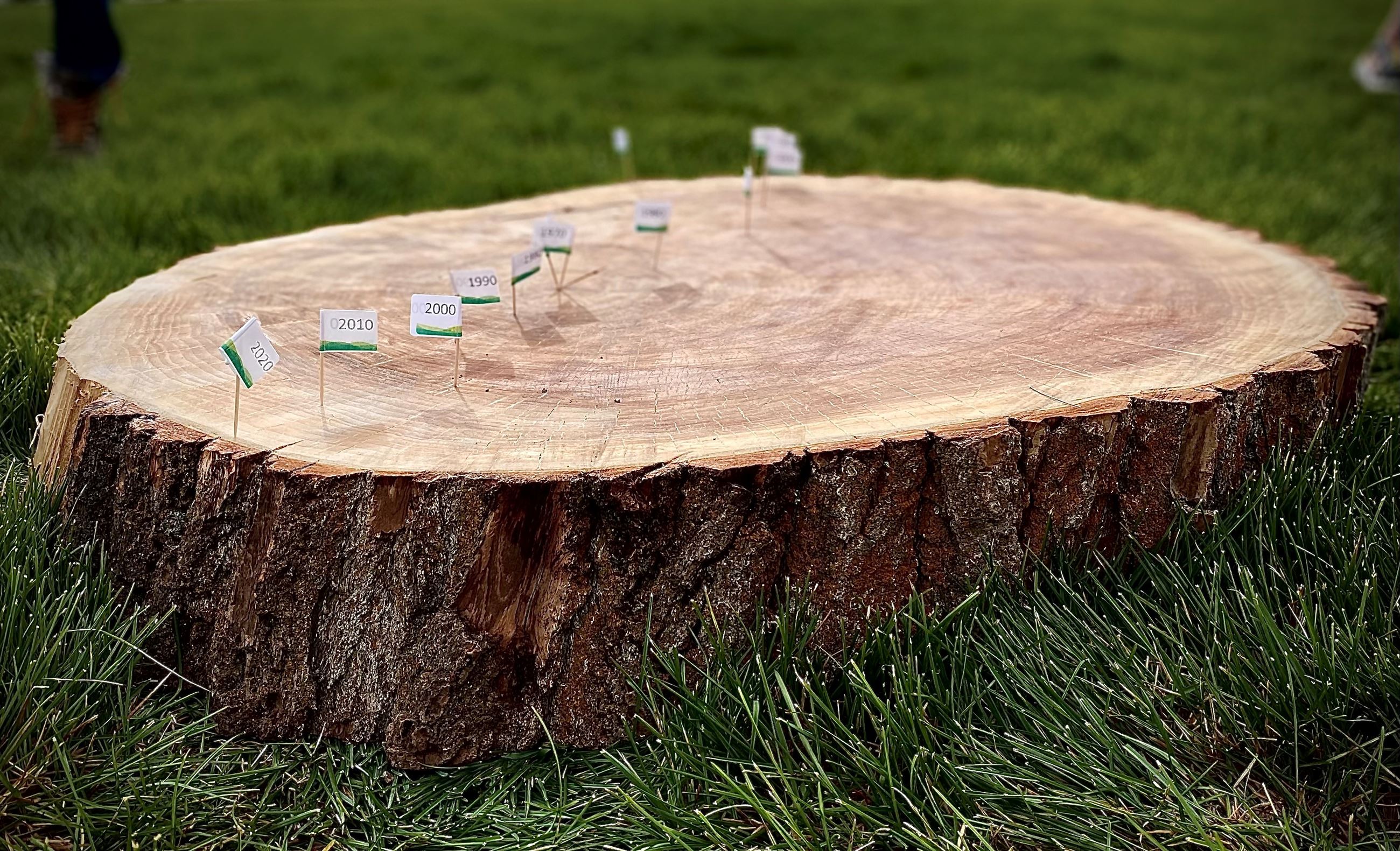 Tree Rings 2 portrait