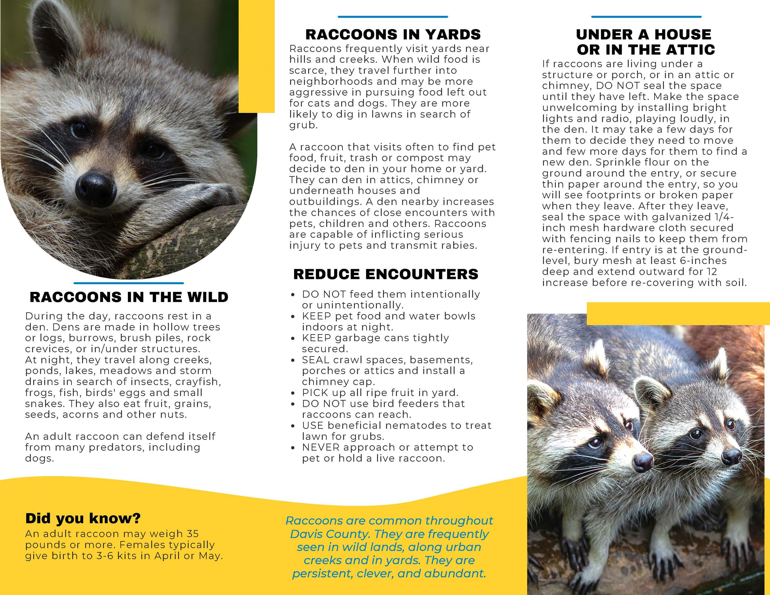 Raccoons Brochure (3)_Page_2