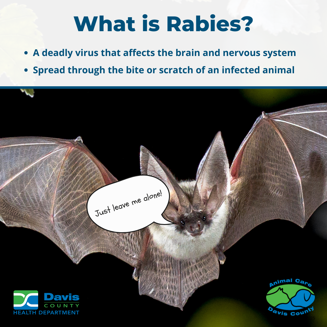 Rabies 1 - What is Rabies