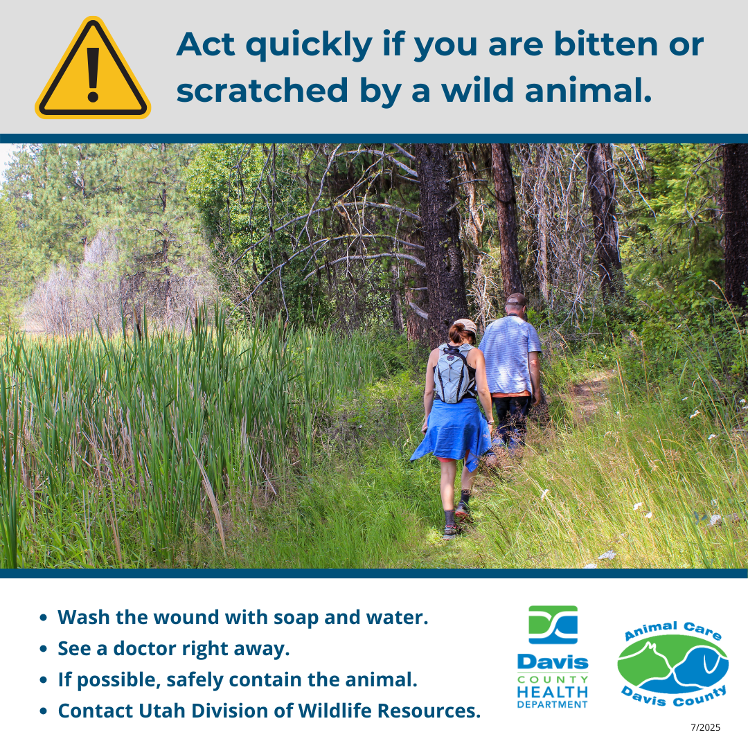 Rabies 4 - Act Quickly