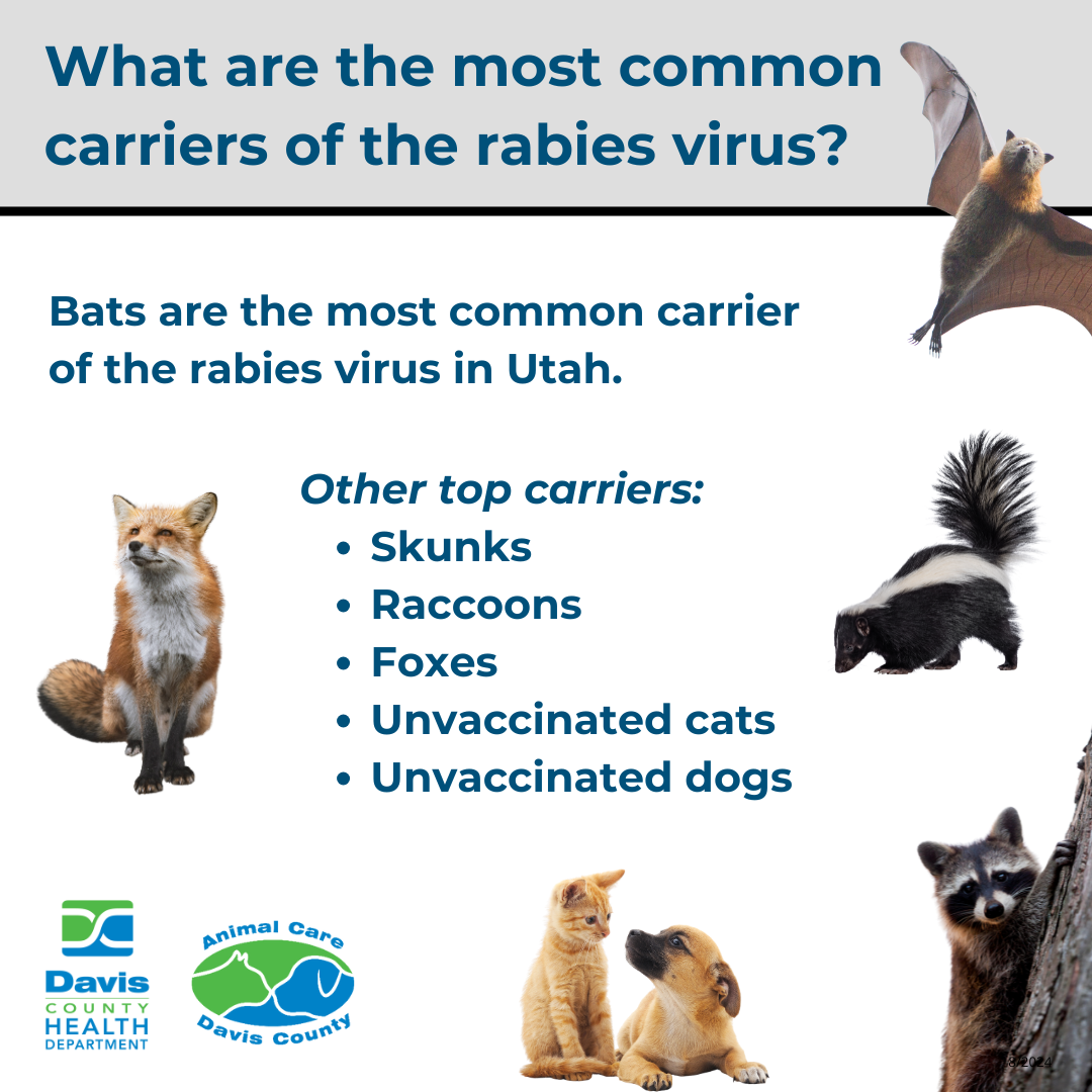 Rabies 3 - Common Carriers