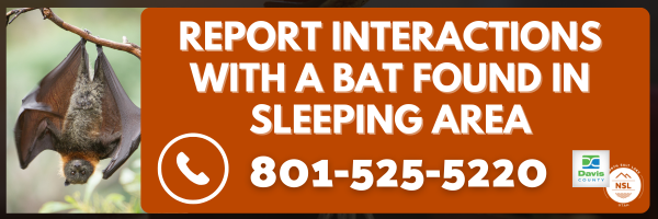 HW Report bat interactions number